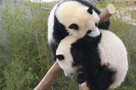 Giant Pandaの写真素材