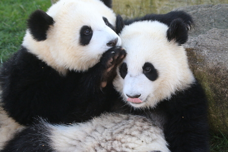 Giant Pandaの写真素材