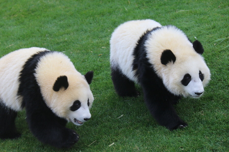 Giant Pandaの写真素材