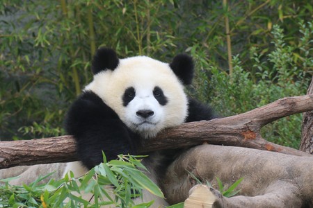 Giant Pandaの写真素材