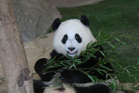 Giant Pandaの写真素材