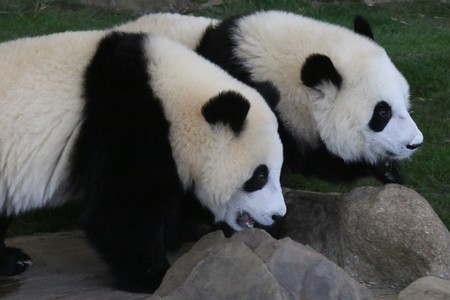 Giant Pandaの写真素材