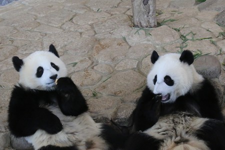 Giant Pandaの写真素材