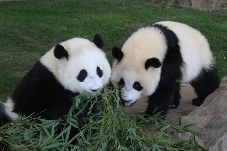 Giant Pandaの写真素材