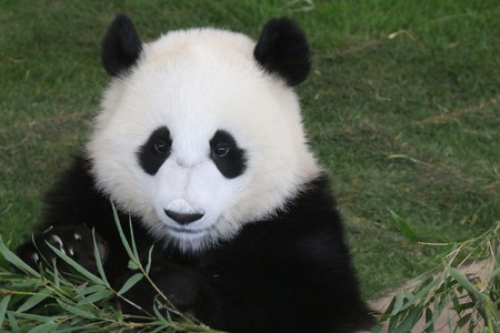 Giant Pandaの写真素材