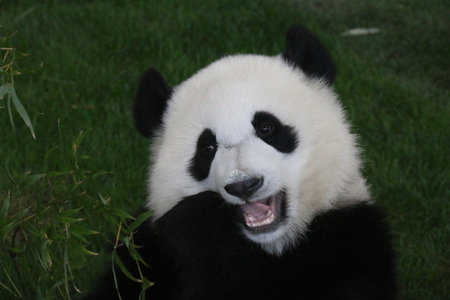 Giant Pandaの写真素材