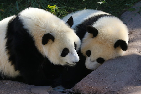 Giant Pandaの写真素材