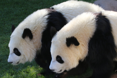 Giant Pandaの写真素材