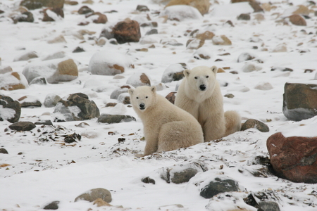 polar bearの写真素材