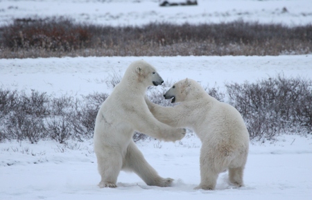 polar bearの写真素材