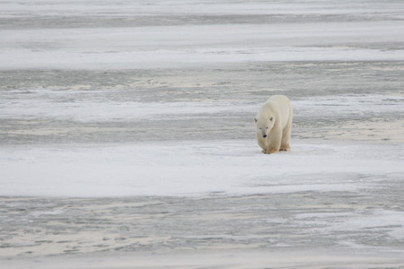 polar bearの写真素材