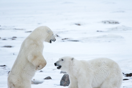 polar bearの写真素材