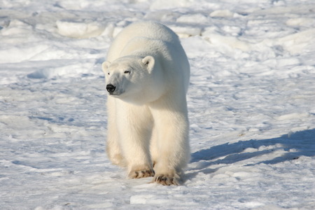 polar bearの写真素材