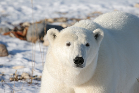 polar bearの写真素材