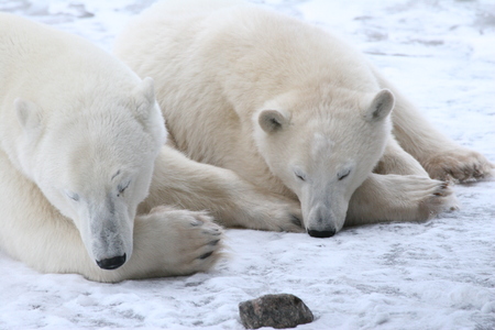 polar bearの写真素材