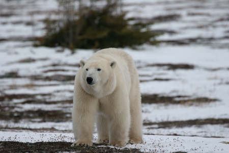 polar bearの写真素材