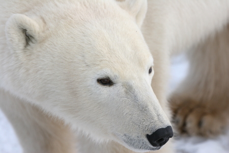 polar bearの写真素材