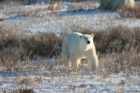 polar bearの写真素材