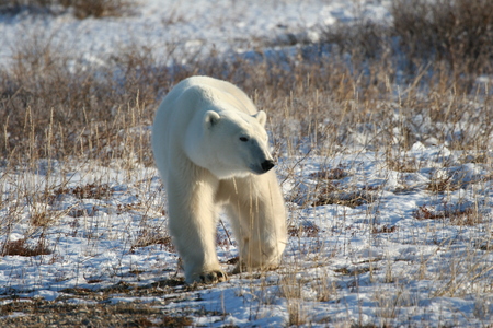 polar bearの写真素材