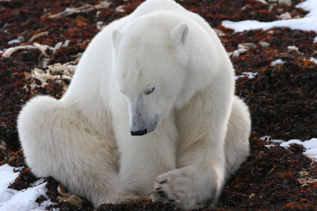 polar bearの写真素材