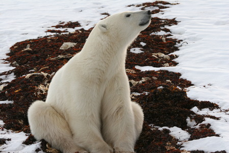 Polar Bearの写真素材