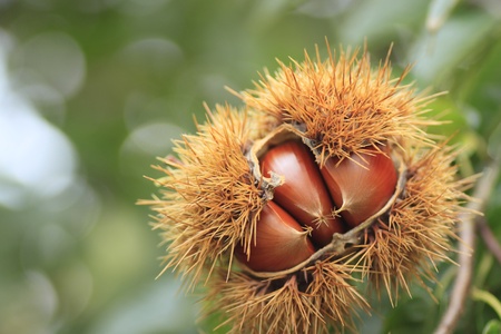 chestnut in autumnの写真素材