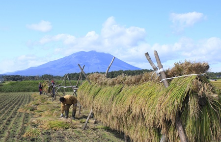 Traditional Japanese Rice and Mt.Iwateのeditorial素材