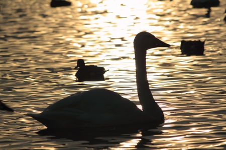 swan in Takamatu lakeの写真素材