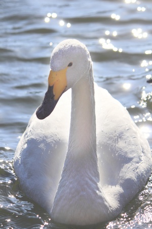 swan in Takamatu lakeの写真素材