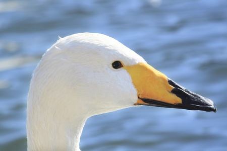 swan in Takamatu lakeの写真素材