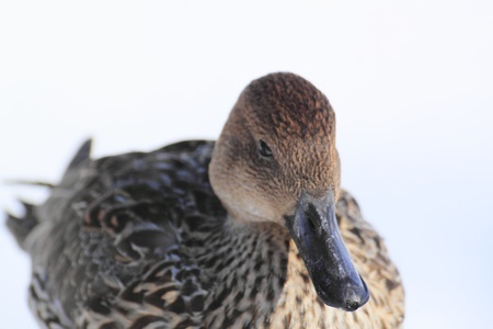 aduck in Japanese winterの写真素材