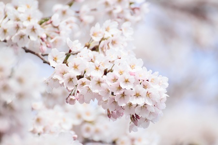 Full bloomed cherry blossoms  の写真素材