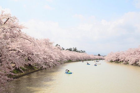 Full bloomed cherry blossoms  in Hirosaki parkのeditorial素材