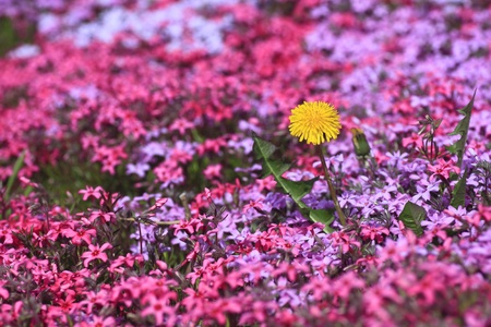 yellow dandelion flowers の写真素材