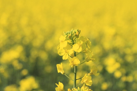 yellow rapeseed flower in bloom during spring の写真素材