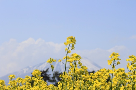 Rape field, canola crops on blue sky の写真素材