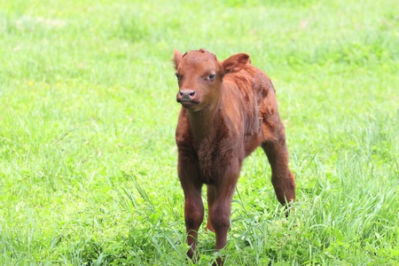 pretty little calf  alone in green pasture の写真素材