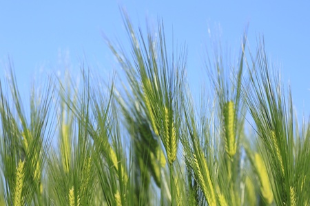 Wheat field against a blue sky の写真素材