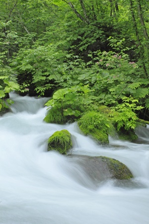 Oirase stream in summer. Aomori prefecture,Japan. の写真素材