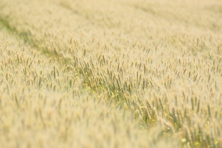 Fields of wheat の写真素材
