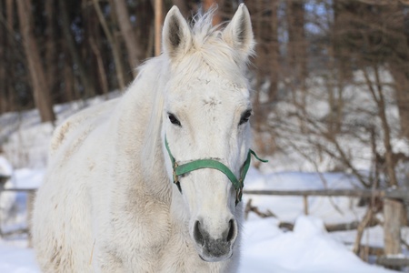 horseの写真素材