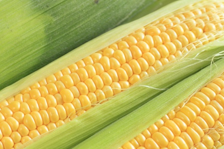 fresh corn with leaves isolated on white background 