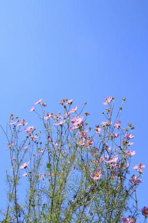 Cosmos Flowers and blue skyの写真素材