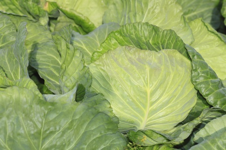 cabbage head in a field  