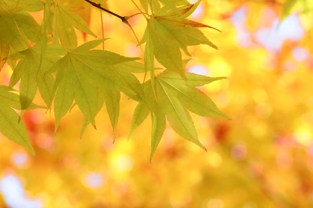 Autumnal colored leaves, maple in oiraseの写真素材