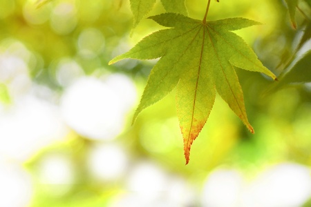 Autumnal colored leaves, maple in oirase