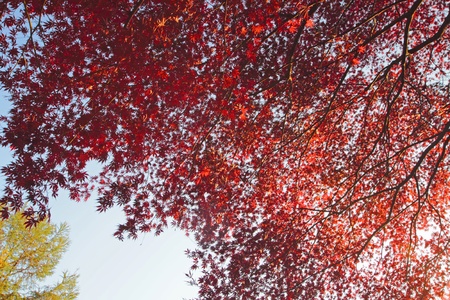 colorful  leaves in blue skyの写真素材