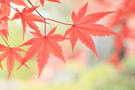 some colorful  leaves in autumn