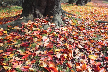 some colorful  leaves in autumn