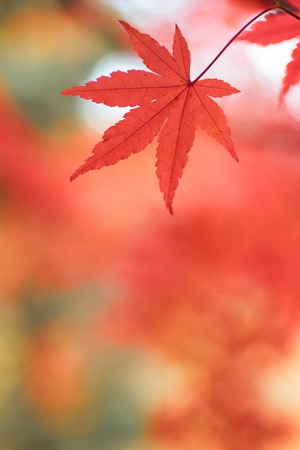 some colorful  leaves in autumnの写真素材